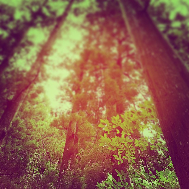 森の杉の木々